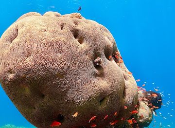 israel/red-sea-coral-reef/attraction/aqaba-marine-reserve