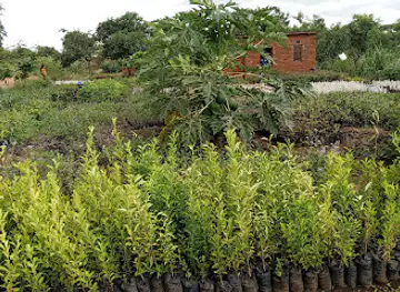 Lingani Tree Nursery