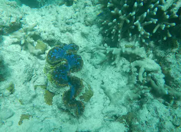 Gagarin Reef