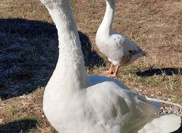 kosovo/gjilan/attraction/hamit-berisha