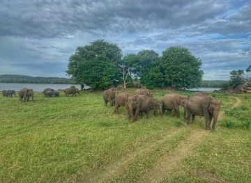 sri-lanka/polonnaruwa/attraction/habarana-wild-jeep-safari