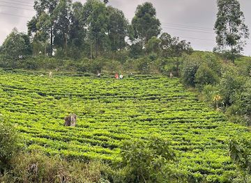 uganda/western-region/attraction/kalinzu-central-forest-reserve-visitors-center
