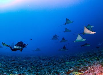 french-polynesia/rangiroa/attraction/ccr-rangiroa