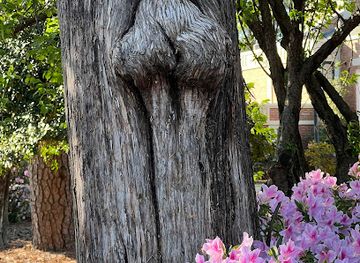 south-carolina/aiken/attraction/nut-tree