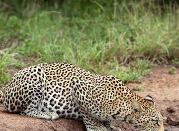 south-africa/zululand/attraction/zuka-private-game-reserve