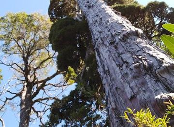 chile/puerto-varas/attraction/reserva-nacional-llanquihue