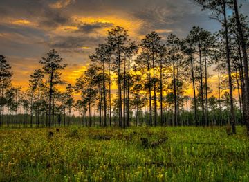 mississippi/desoto-national-forest/attraction/buttercup-flats