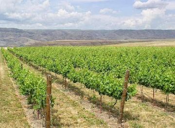 idaho/lewiston/attraction/clearwater-canyon-cellars