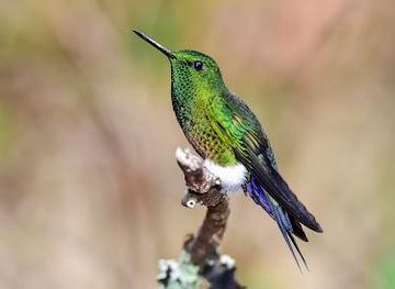 colombia/bogota/attraction/hummingbirds-observatory