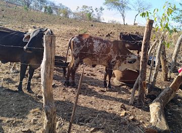 nicaragua/esteli-cigar-tours/attraction/los-carbonales