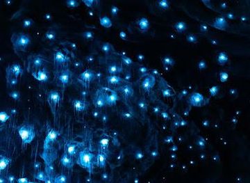 Te Anau Glowworm Caves - RealNZ