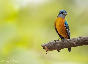 india/raipur/attraction/bhatagaon-bird-watching-point