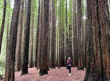 australia/great-ocean-road/attraction/the-redwoods-otways