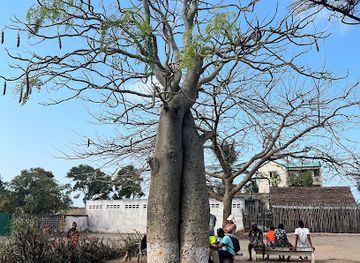 madagascar/fort-dauphin/attraction/baobab