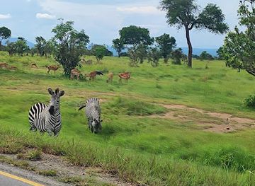 tanzania/mikumi-national-park/attraction/olengijukasafaris