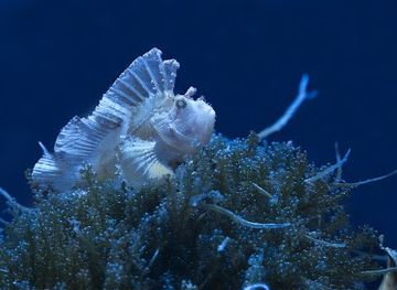spain/madrid/attraction/atlantis-aquarium-madrid