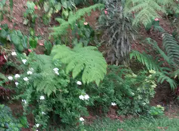 Cerro Palo de Café