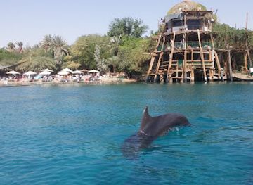 israel/eilat/dolphin-reef/attraction/dolphin-reef