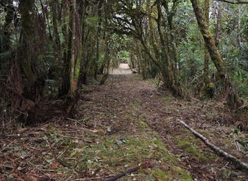 papua-new-guinea/western-province/attraction/lau-woods-basecamp-mt-giluwe-old-logging-site