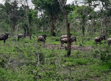 tanzania/ruaha-national-park/attraction/pande-game-reserve