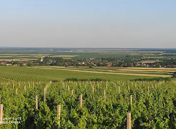 Vidikovac Vina Belje