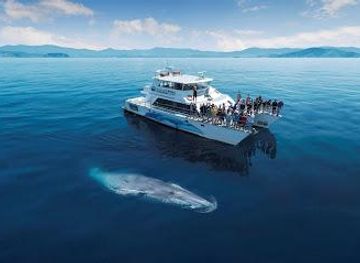 new-zealand/auckland/attraction/auckland-whale-dolphin-safari