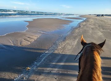 texas/padre-island-national-seashore/attraction/horses-on-the-beach