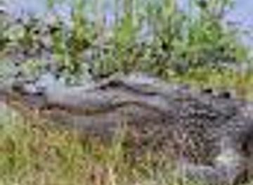 louisiana/holly-beach/attraction/cameron-prairie-nwr-pintail-drive