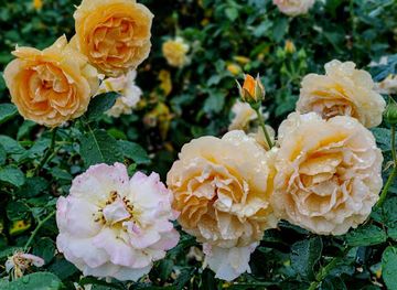 new-zealand/whangarei/attraction/rose-garden