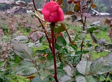 india/west-bengal/attraction/flowers-valley-of-gurtala