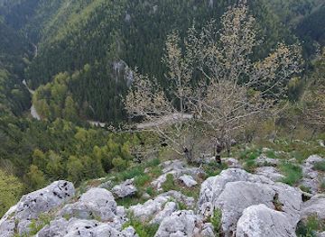 romania/gorj/attraction/pestera-dalma-cu-brazi