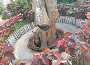 togo/agbodrafo/attraction/wizard-tree-of-lome