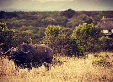 kenya/laikipia-plateau/attraction/ol-pejeta-conservancy
