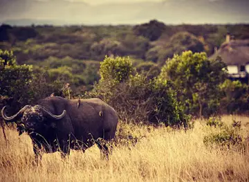 Ol Pejeta Conservancy