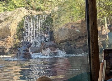 ohio/cincinnati/attraction/hippo-cove