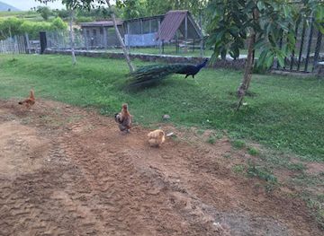 nigeria/port-harcourt/attraction/de-darlings-farms-and-resorts