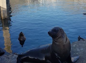 south-africa/cape-town/hout-bay/attraction/seal-encounter