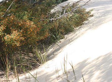 australia/great-sandy-national-park/attraction/cooloola-sandpatch