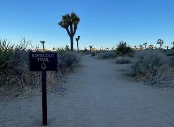 california/joshua-tree/attraction/boy-scout-trail