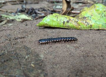 guinea/conakry/dixinn/attraction/botanic-garden