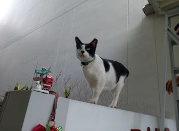 singapore/little-india/attraction/freckles-the-cat