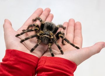 poland/poznan/wilda/attraction/wystawa-pajakow-poznan