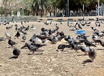oman/muscat-governorate/attraction/pigeon-park