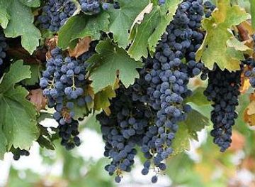 california/lodi/attraction/wine-tree-farm-corinne-wines
