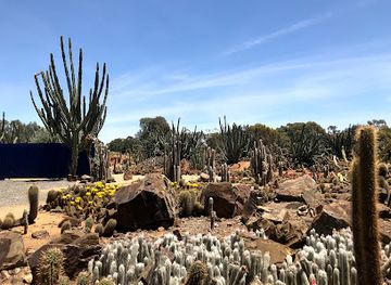 australia/mallee/attraction/cactus-country