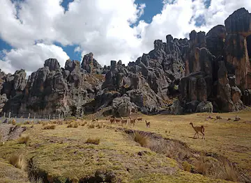 Stone Forest