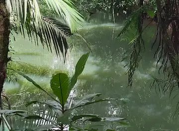 Jungle River Boat Tours