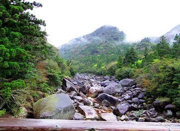 japan/osumi/attraction/jomon-sugi