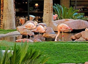 nevada/north-las-vegas/attraction/flamingo-las-vegas