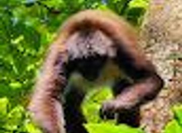 el-salvador/san-miguel/attraction/puerto-barilla-monkey-reserve